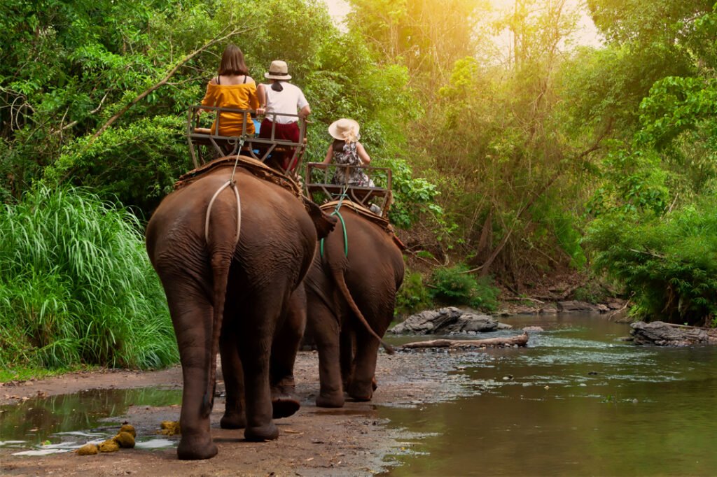 Jungle-Safari-Details bg