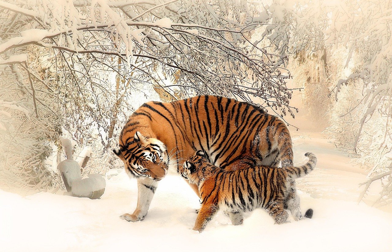 tigers, cub, snow, trees, forest, mother and child, family, tiger family, young, siberian tigers, wild cats, animals, nature, wildlife, wilderness, wildlife photography, animal world, panthera tigris altaica, young animal, winter