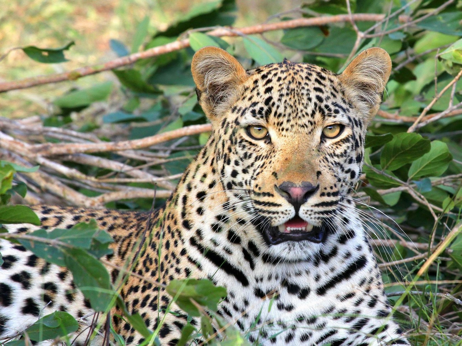 Close-up of a leopard resting amidst foliage, showcasing its beautiful spotted fur.