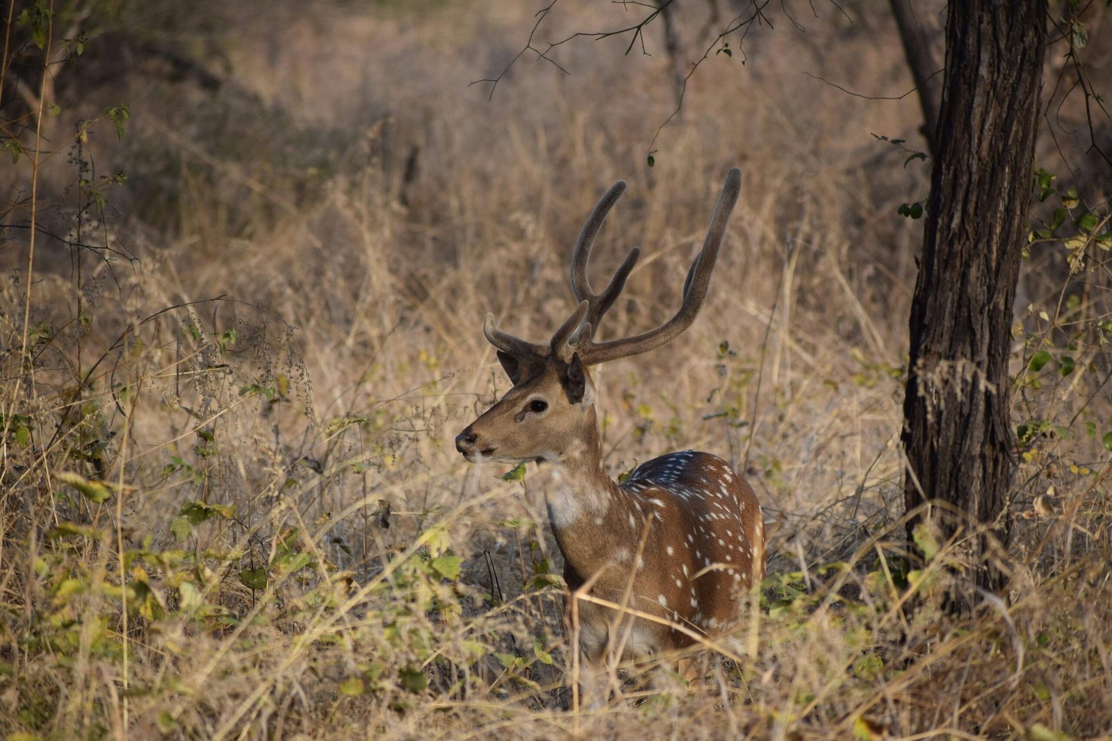 A majestic spotted deer stands among dry grasslands, exhibiting natural beauty.