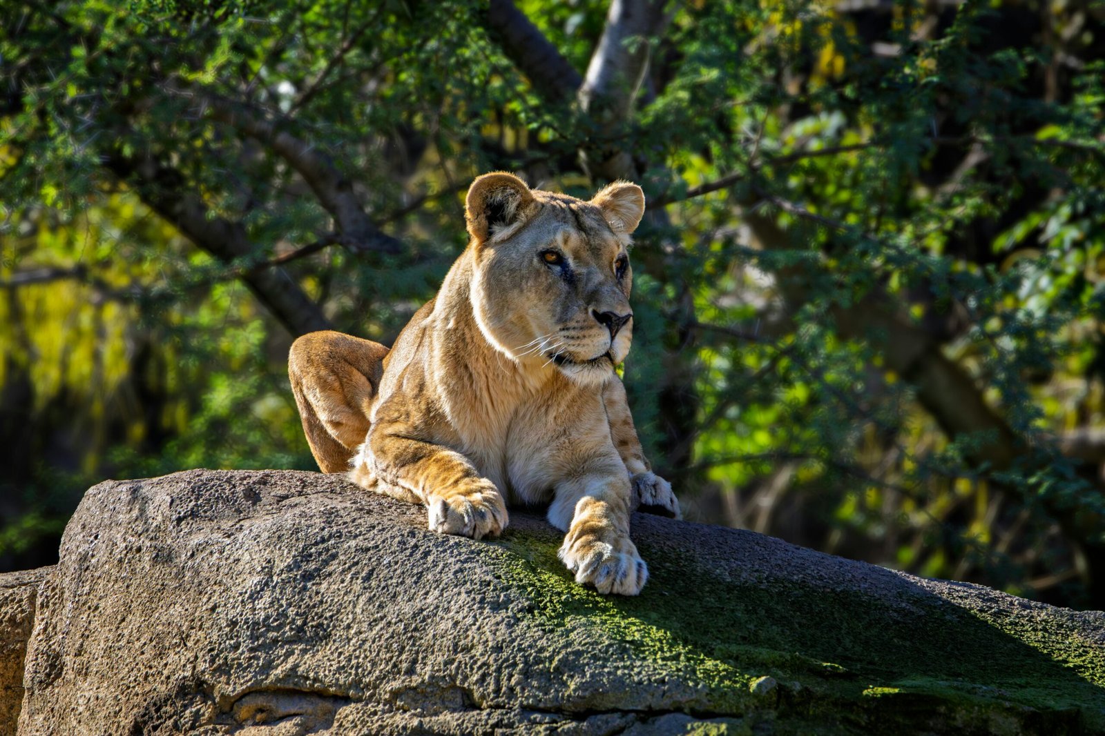 A lioness lounges on a large rock in a sunlit forest area, showcasing her natural beauty.