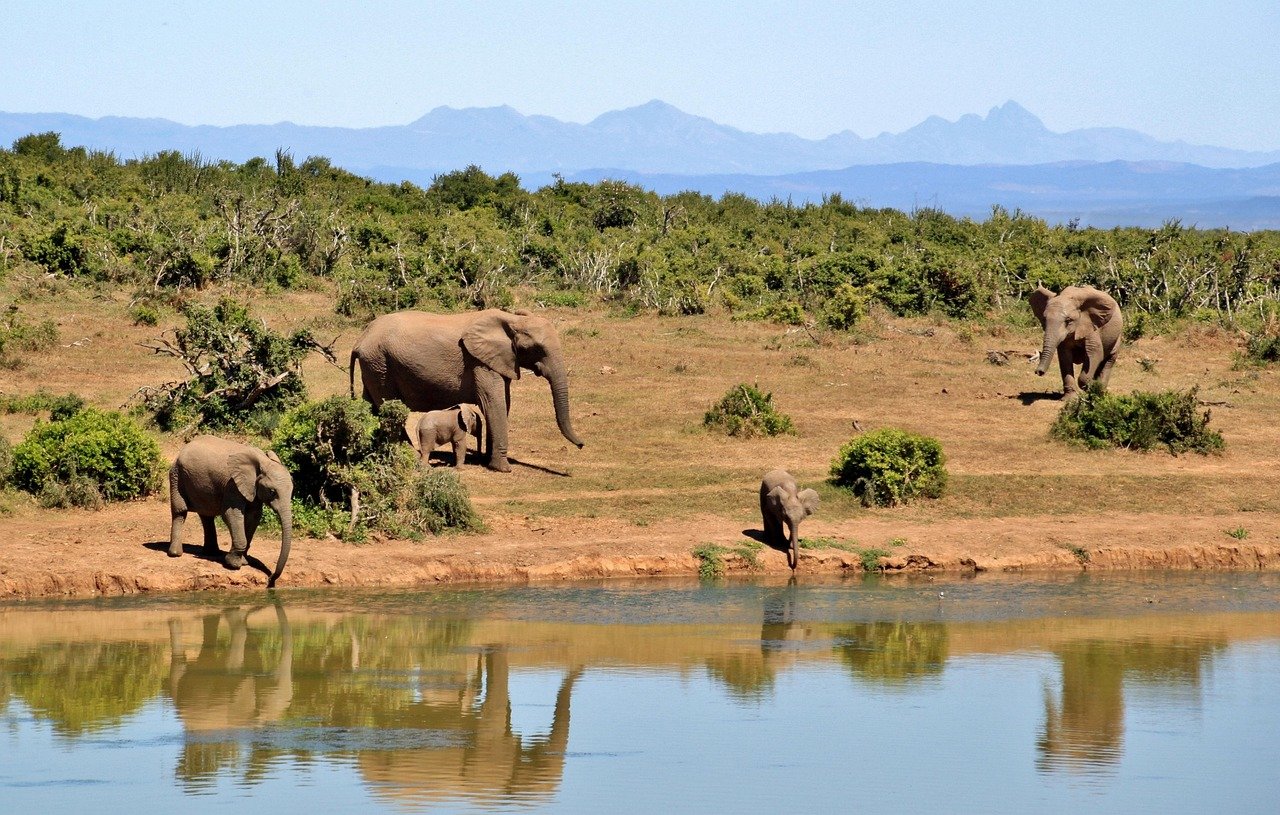 elephants, elephant herd, animals, african bush elephant, africa, national park, south africa, safari, wilderness, wildlife, landscape, nature, mammal, water hole, drink, baby elephant, foresight, natural spectacle, wild animals, south africa, south africa, south africa, south africa, south africa